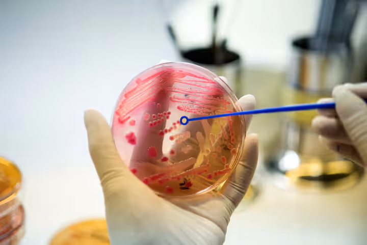 A Complete Guide to Mammalian Cell Culture in Biotechnology