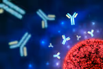 Antibody Production in the Immune System: An Overview